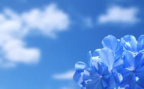 Black And Sky Blue Flowers Category Flowers Gallery Wallpaper Page 0 Blue Flower Wallpaper Blue Flower Pictures Blue Background Wallpapers