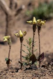 Image result for Disperis