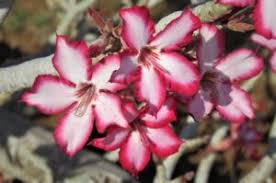 Image result for Geigeria burkei