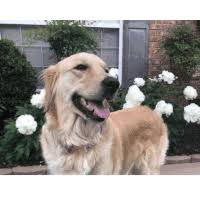 She is ready to go! Golden Retriever Gifs Tenor
