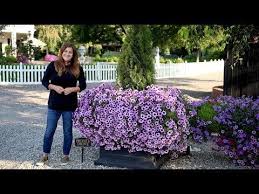 Check spelling or type a new query. Amazing Transformation After Spraying For Budworms Garden Answer Youtube Garden Answer Garden Answers Garden Answer Laura Leboutillier