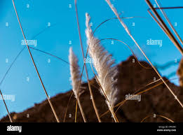 Image result for Sorghastrum stipoides