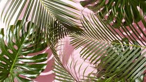 60 Tropical Leaves Desktop Wallpapers Download At Wallpaperbro Desktop Download Laptop Wallpaper Desktop Wallpapers Plant Wallpaper Cute Desktop Wallpaper