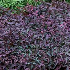 Image result for Nandina