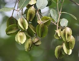 Arjuna bark (arjuna chaal) or leaves powder a. Terminalia Arjuna Wikipedia