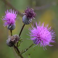 Image result for Cirsium