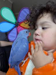 Our new addition. Little Joey, thanks again Aviary of Joy he's perfect!