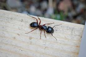 Outdoor ant populations must be kept under control to prevent them from moving inside. How To Get Rid Of Ants In Your Lawn And Yard