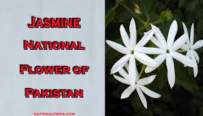 Sarah ouigue on may 01, 2020: Jasmine National Flower Of Pakistan Meaning Of The Jasmine