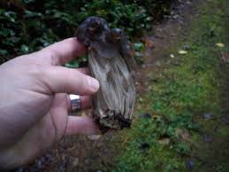 Check spelling or type a new query. Fluted Black Elfin Saddle Gourmet And Medicinal Mushrooms Shroomery Message Board