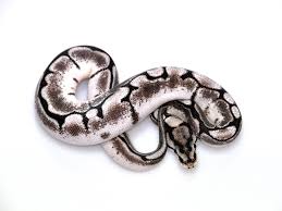 Axanthic Black And White Ball Python Morph Axanthic Calico Spider Morph List World Of Ball Pythons Ball Python Ball Python Morphs Python Regius