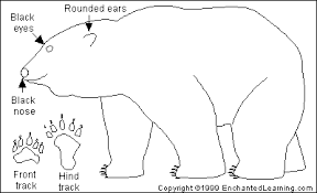 Polar Bear Printout Enchantedlearning Com