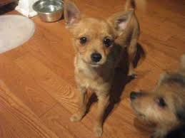 We did not find results for: Pomeranian Chihuahua Yorkshire Terrier Mix Novocom Top