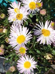 Image result for Erigeron karvinskianus