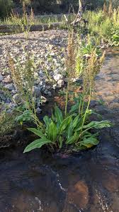 Image result for Rumex
