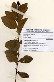 Image result for Gymnosporia buchananii