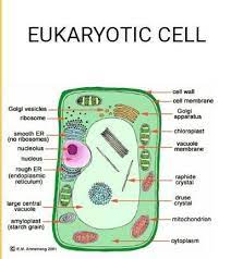 Eukaryotic animal cell diagram easy. Explain The Structure Of Eukaryotic Animal Cell With The Help Of Simple Diagram Brainly In
