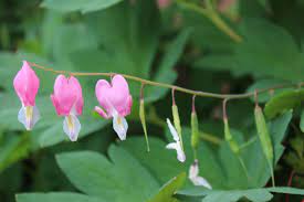 Pin On Gardening Etc