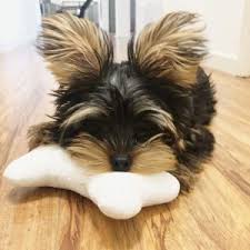 Local to all of dfw, texas! Best Yorkie Breeders In Texas 2021 We Love Doodles