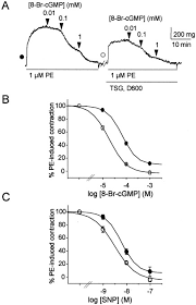This type of cells is found in the wall of internal organs and blood vessels (visceral smooth musculature). Cyclic Gmp Dependent Protein Kinase Signaling Pathway Inhibits Rhoa Induced Ca2 Sensitization Of Contraction In Vascular Smooth Muscle Journal Of Biological Chemistry