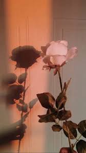Shadow Flower Background Wallpaper Flower Phone Wallpaper Rose Wallpaper