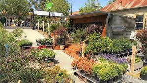 Tropical fruits will struggle to gain a foothold in the colder months, and may not survive a cold winter. The Tree Shop Your Local Nursery Surry Hills Melbourne Victoria