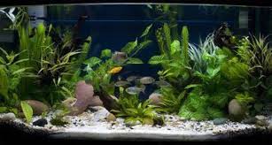 Black And White Gravel For Fish Tank Google Search White Gravel Fish Tank Aquarium Fish Tank