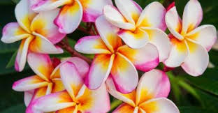 Dogs that eat raw fish from the pacific northwest of the united states are at risk of becoming infected with salmon poisoning. Growing And Caring Plumeria Plant My Hobby Portal