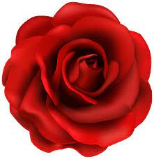 Red Rose Flower Png Clipart Image Rose Flower Png Red Rose Flower Rose Flower