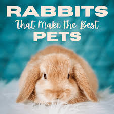 Give our customers the best service possible and educate our employees and customers as to the proper care and nutrition of the pets in their care. 15 Of The Best Pet Rabbit Breeds Pethelpful