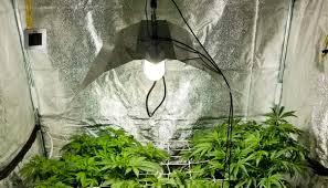 The different components of an hid grow light system. Growing Cannabis With High Intensity Discharge Hid Lights Growdiaries