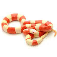 Albino Nelson S Milk Snake Lampropletis Triangulum Milk Snake Snakes For Sale Snake