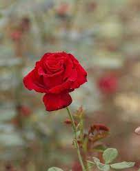 Bunga mawar atau bunga rose terdiri lebih dari 100 spesies atau jenis dan hidup di daerah yang memiliki udara sejuk, bunga tercantik ini umumnya memiliki 5 helai daun mahkota dan memiliki duri. Halaman Download Foto Bunga Mawar Yg Gugur Bunga Mawar Merah Akhir Musim Foto