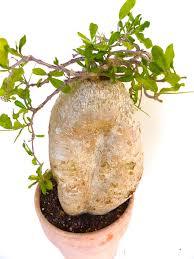 Image result for Fockea angustifolia