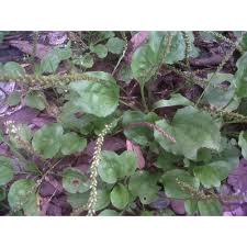 Daun sirih juga cukup populer karena sifat antiseptik, antiinflamasi, dan pendingin kulit. Herbal Batu Ginjal Daun Sendok Segar 100 Lembar Plantago Major Shopee Indonesia