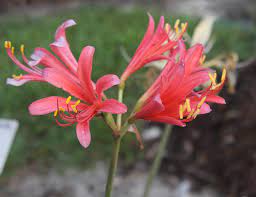 JLBG: Lycoris x sprenguinea Kitsune Select