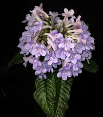 Image result for Streptocarpus erubescens