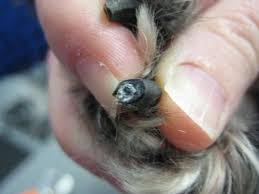 Some dogs nails can stay at a healthy length if they are exercised daily on a rougher surface such as concrete or pavement. Pin On Bullies
