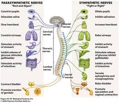 4 Ways Yoga Helps To Activate Your Body S Ultimate Chillax Mechanism Parasympat In 2020 Autonomic Nervous System Parasympathetic Nervous System Nervous System Anatomy