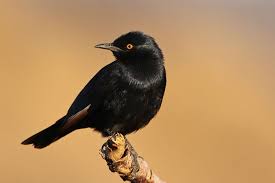 Black Bird With Orange Wings South Africa Surfbirds Online Photo Gallery Search Results Online Photo Gallery Photo Galleries Online Photo