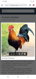 We did not find results for: Create Meme Cockerel Cock Hd Photos Of Cocks Of Different Pictures Meme Arsenal Com