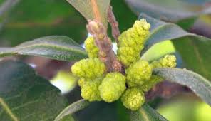 Image result for Myrica pilulifera