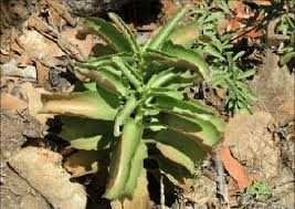 Image result for Kalanchoe lateritia