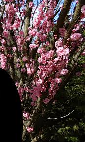 These leaves are delicate, but very efficient. Name Of This Tree With Pink Flowers Trees Peach Leaves Garden Trees Grass Lawn Flowers Irrigation Landscaping City Data Forum