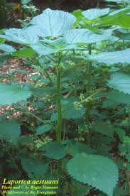 Image result for Laportea alatipes