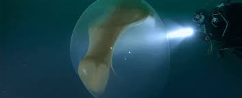 Maybe you would like to learn more about one of these? This Mesmerising Underwater Blob Is Actually A Huge Rare Mass Of Squid Eggs