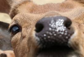 Anthrax is a rare, but serious, infectious disease caused by bacteria known as bacillus anthracis. æ°—æ¸©ä¸Šæ˜‡ã§ç‚­ç–½èŒå¾©æ´» ã²ã‹ãŸã¾ å…‰ã®é­‚ãŸã¡