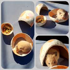 Hamster food can come in several forms, including pelleted feed and grain mixtures. The Hamster Collection Handmade Ceramic Hamster House Pet Etsy Hamster Handmade Ceramics Hamster House