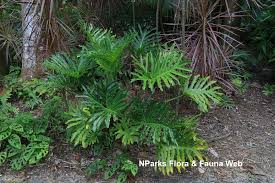 Image result for Triplophyllum subquinquefidum