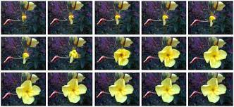 Evening Primrose Nightly Shows At Nine Montana Natural History Center